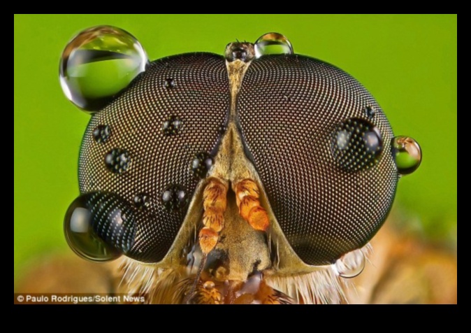 Γνωρίστε από κοντά και προσωπικά με τη μακρο φωτογραφία 3 Από κοντά και προσωπικά: Απελευθερώνοντας τη δύναμη των λήψεων Macro