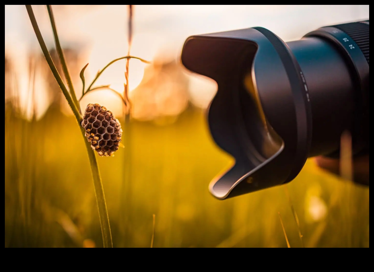 Macro Mastery Αποτυπώστε τις περίπλοκες λεπτομέρειες του κόσμου με φακούς ακριβείας 5 Μακροεντολή: Καταγραφή του περίπλοκου με φακούς ακριβείας