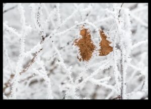Frozen Frames: Mastering Techniques for Capturing the Beauty of Ice and Snow