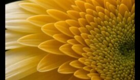 Περίπλοκη κομψότητα: Κατακτώντας τη λεπτή ομορφιά της μακρο φωτογραφίας