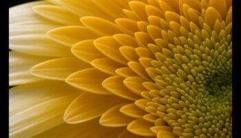 Περίπλοκη κομψότητα: Κατακτώντας τη λεπτή ομορφιά της μακρο φωτογραφίας